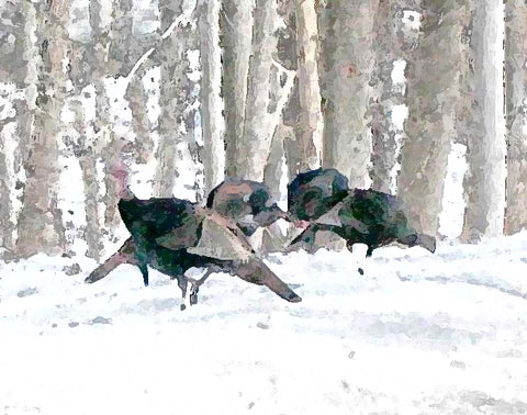 A magical spring turkey hunt